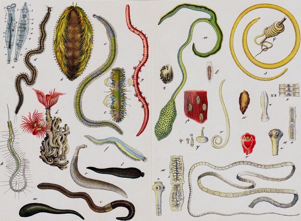species of human worms