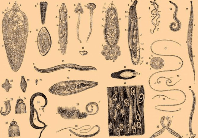 Types of pests in the human body