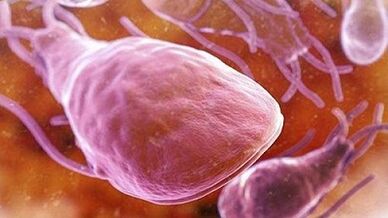 What pests can they live in the human body