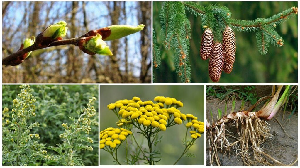 Herbal ingredients for the preparation of the antiparasitic collection
