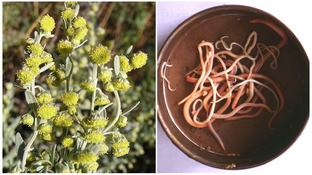 Wormwood from pests