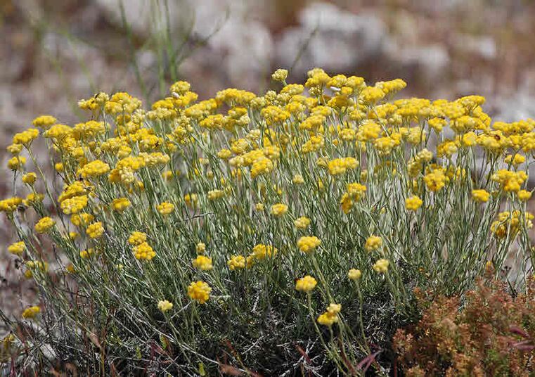 Immortelle helps fight pests