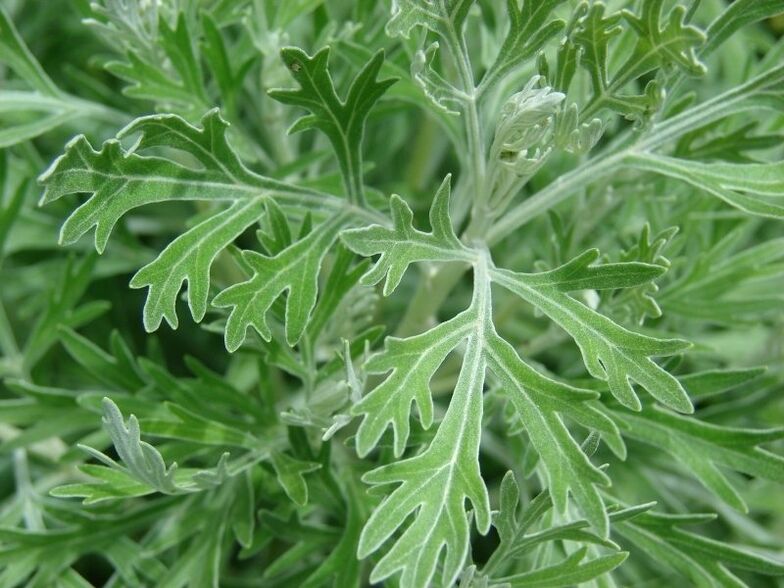 Wormwood for the preparation of tincture from pests
