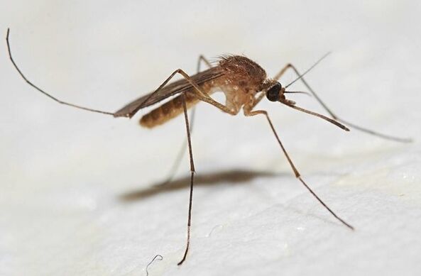 Mosquitoes are the main carriers of skin parasites
