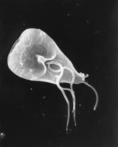 Lamplia - a genus of parasitic protozoa